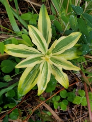 Lilium columbianum