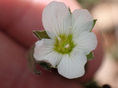 Arenaria montana