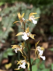 Oreorchis patens