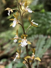 Oreorchis patens