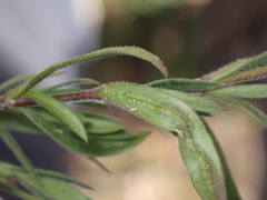 Arenaria montana