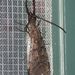 American Dobsonflies - Photo (c) Clinton & Charles Robertson, some rights reserved (CC BY)