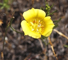 Calochortus luteus