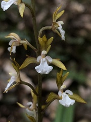 Oreorchis patens