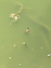 Trachemys scripta elegans