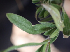 Arenaria montana