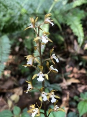 Oreorchis patens