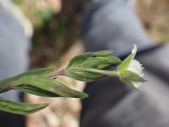 Arenaria montana