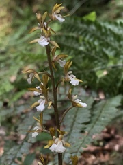 Oreorchis patens