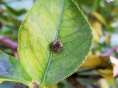 Insecta