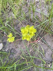 Euphorbia helioscopia