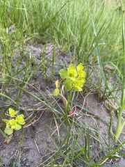 Euphorbia helioscopia