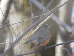 Turdus migratorius
