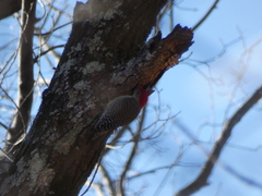 Melanerpes carolinus