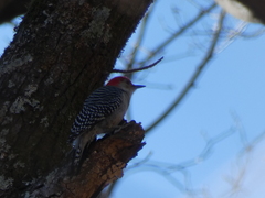 Melanerpes carolinus