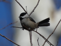 Poecile carolinensis