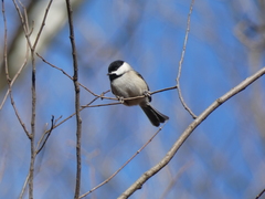 Poecile carolinensis