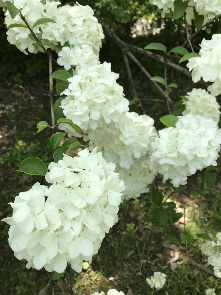 Viburnum macrocephalum
