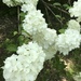 Chinese Snowball Viburnum - Photo (c) wrbuckbe, some rights reserved (CC BY-NC)