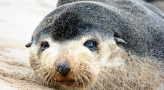 Arctocephalus tropicalis