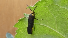 Scolia erythrocephala