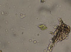 Scenedesmus