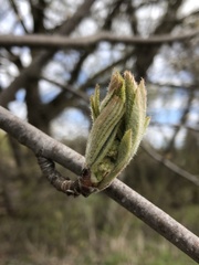 Magnoliopsida