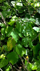 Toxicodendron radicans