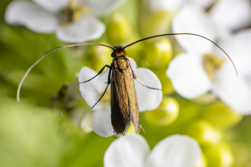 Cauchas rufimitrella