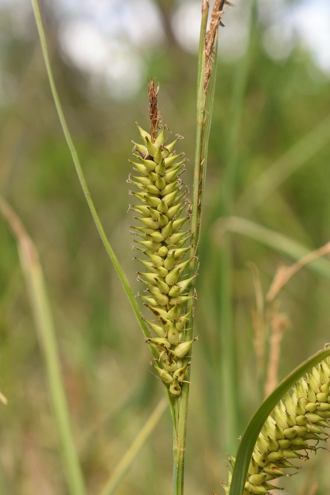 Carex hyalinolepis