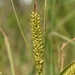 Carex hyalinolepis - Photo (c) Aidan Campos, algunos derechos reservados (CC BY-NC), subido por Aidan Campos