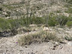 Agave schottii schottii