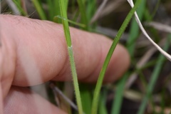 Carex complanata