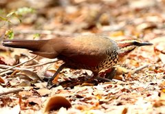 Mesitornis variegatus