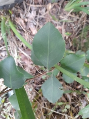 Dovyalis rhamnoides