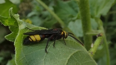 Scolia erythrocephala