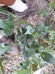 Dovyalis rhamnoides