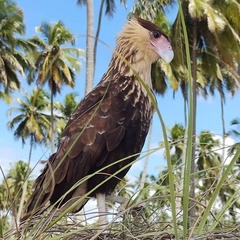 Caracara plancus
