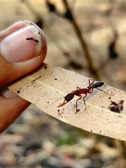 Harpegnathos saltator