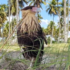 Caracara plancus