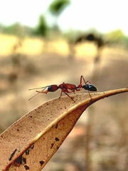Harpegnathos saltator
