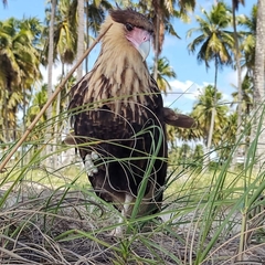 Caracara plancus