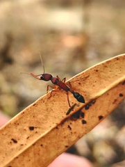 Harpegnathos saltator
