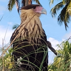 Caracara plancus