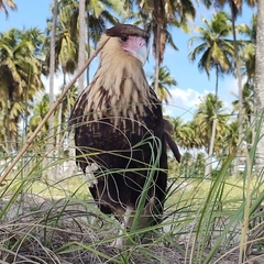 Caracara plancus