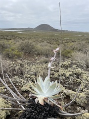 Dudleya anthonyi