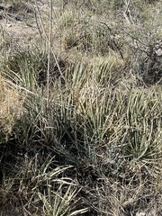 Agave schottii schottii