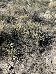 Agave schottii schottii