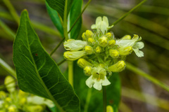 Penstemon flavescens
