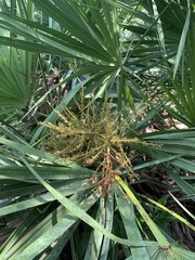 Coryphoideae